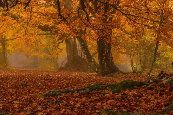 Nebbia tra gli alberi con fogliame giallo in autunno
