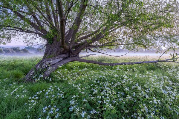 Fog in the early morning in the village