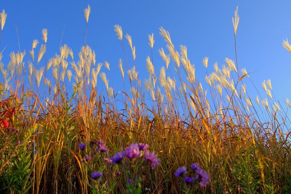 Under the blue sky, bright flowers were dotted among the grass