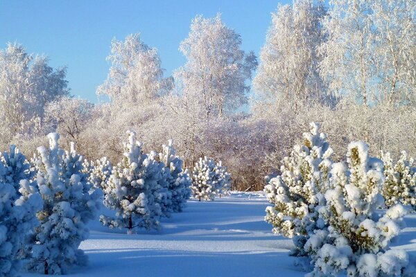 Foresta invernale sotto il cielo sereno