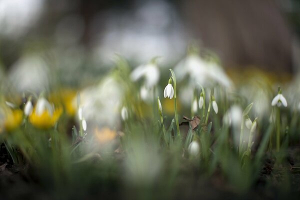 Glade of white snowdrops in spring