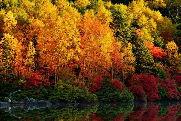 Otoño carmesí en el reflejo del río