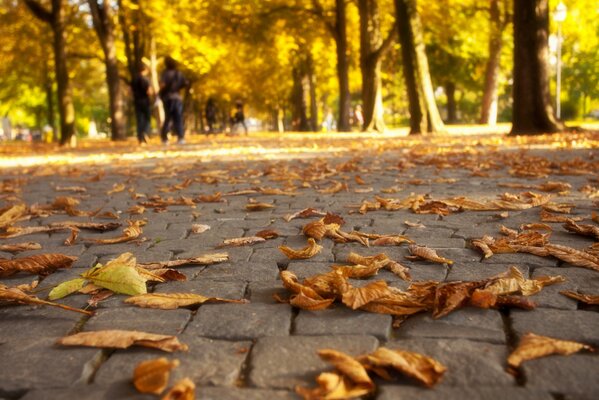 Autumn time, the charm of the eyes