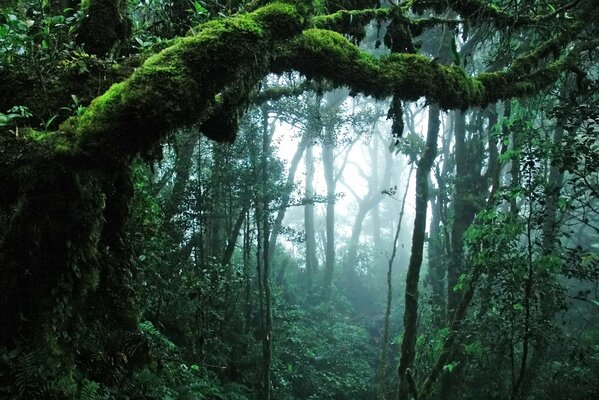 Giungla verde, qui solo la creazione della natura, bellissimi alberi in muschio e foglie verdi