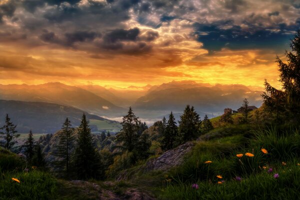Foresta favolosa sotto un bel cielo