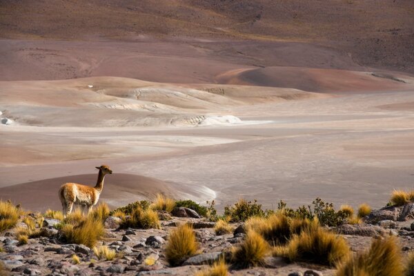 The San Pedro de Atacama desert is home to wild animals that are included in the Red Book