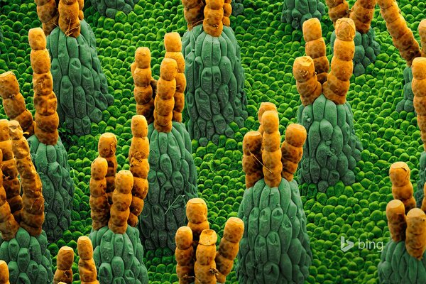 Micrograph of a beautiful water fern