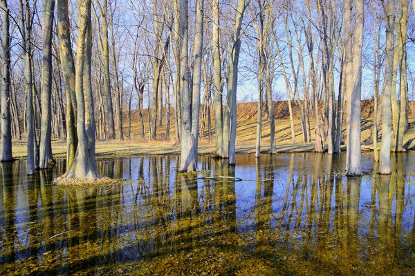 Alberi in acqua con cielo blu