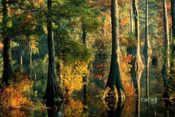 Automne chute des arbres et déversement d eau