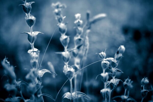Gray-blue photo of grass on a blurry background