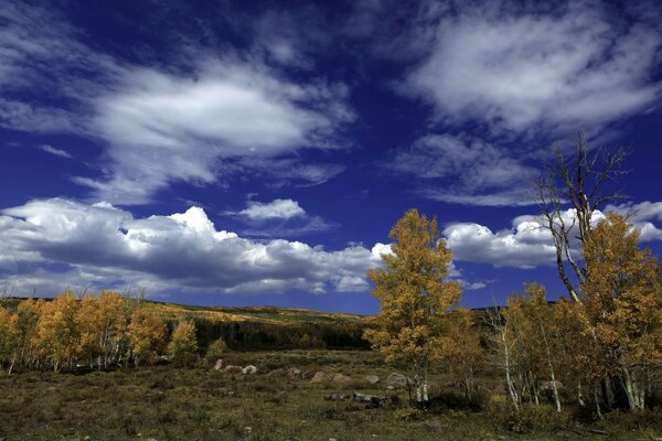Nuages de ciel et forêt de bouleaux