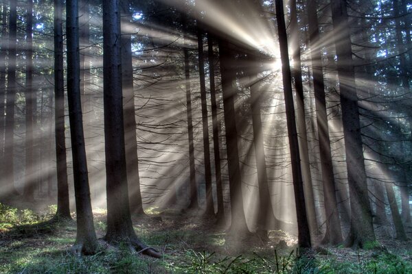 Wald, in einem Kreis von Bäumen dringt Licht in die Mitte des Waldes ein