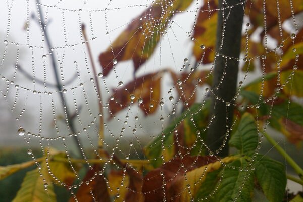 Macro webs in dewdrops