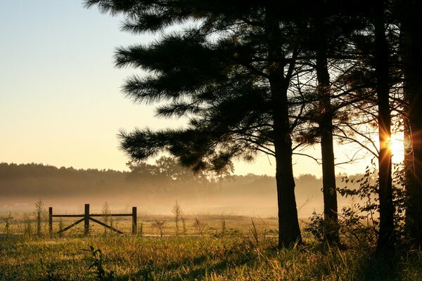 USA, Alabama, früher Morgen, Dämmerung, ein Feld im Nebel wird aus dem Wald gesehen