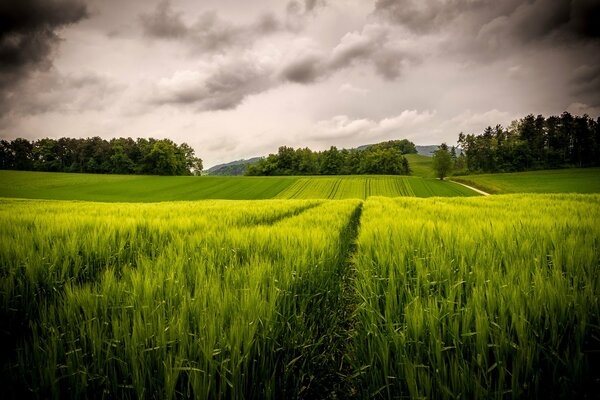 Grüne Wiese unter einem düsteren Himmel mit Wolken
