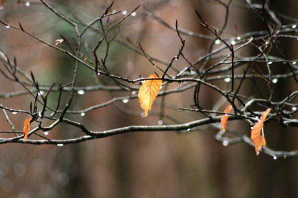 The last yellow leaves were left on the branch