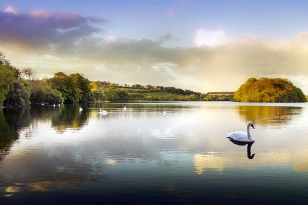 Swans in the park on the pond