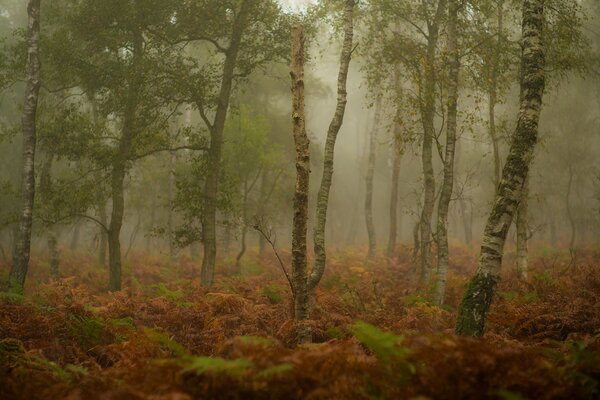 Niebla en el bosque de coníferas de otoño