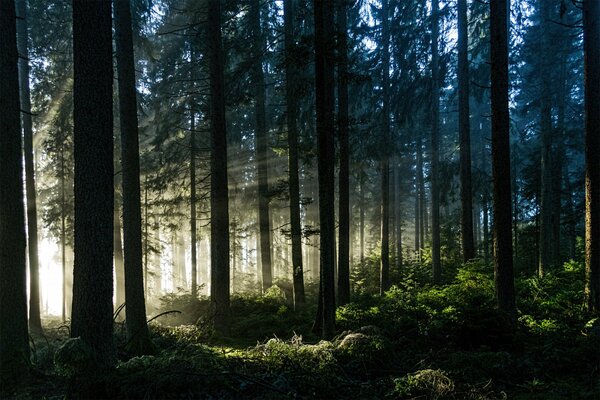 Raggi di sole che si insinuano attraverso gli alberi nella foresta