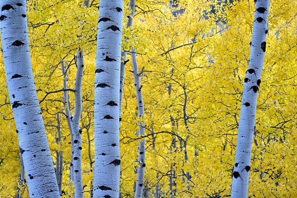 Yellow birch leaves in the forest