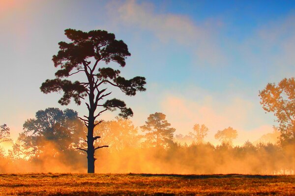 Árbol en niebla amarilla