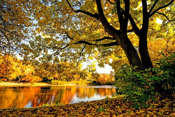 Beautiful autumn forest and river
