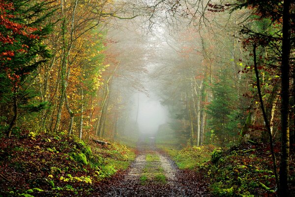 The road in the autumn forest on a foggy morning