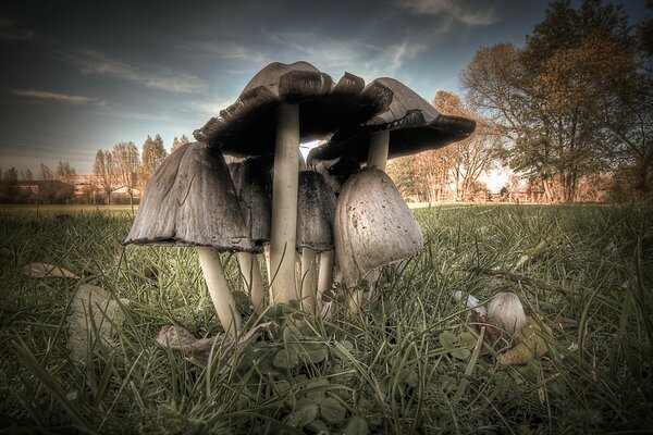 Photo de beaucoup de champignons dans la forêt