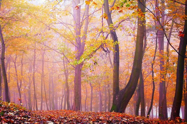 Forêt d automne dans le brouillard rose