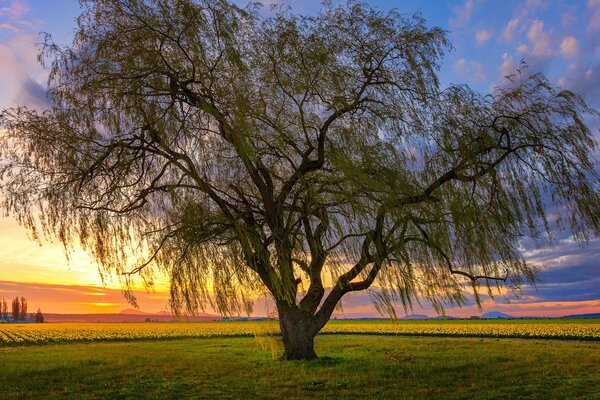 Albero in un campo su un bel tramonto