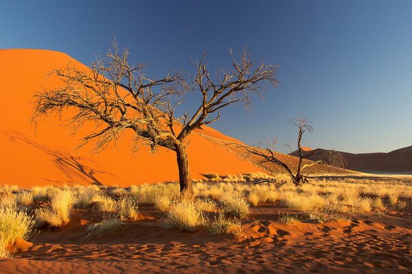 A large dune behind a dry tree