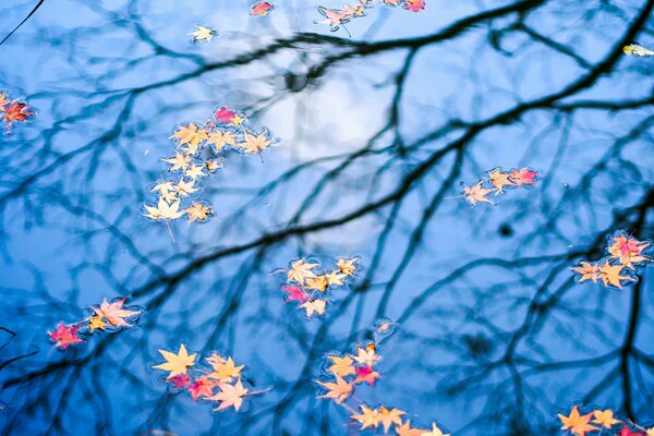 Maple leaves fell on the water