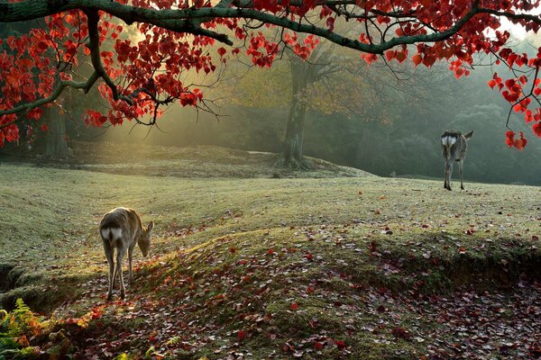Deux cerfs au soleil d automne