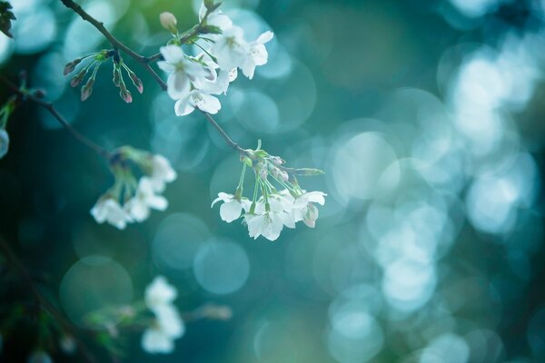 Spring photo of the first flower