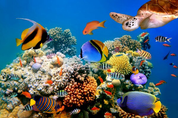 Meeresboden mit Fischen und Korallen