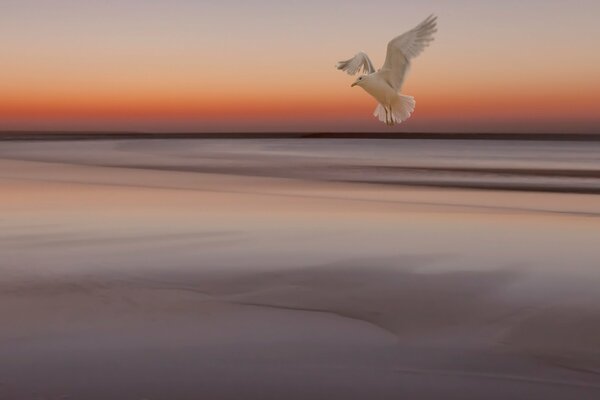 Vuelo de la gaviota en el mar durante la puesta del sol