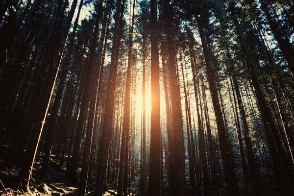 En medio del bosque, alrededor de unos árboles, los rayos del sol abrazaron la belleza de la naturaleza