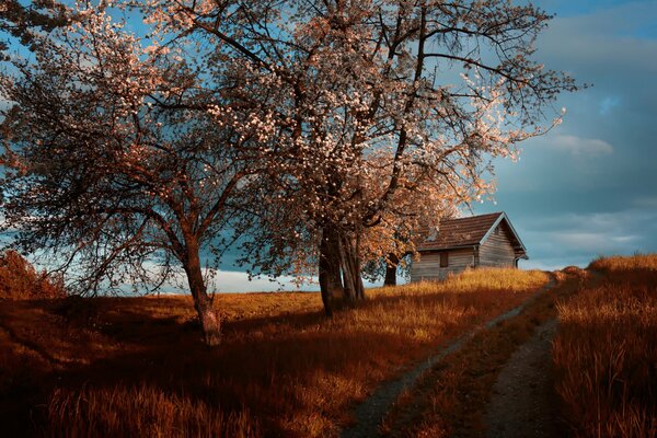 Flowering trees in spring at home