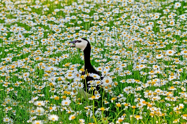 Oie à bec ouvert parmi les marguerites
