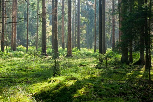 Green summer forest covered with moss