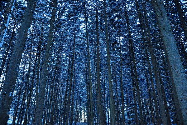 Alberi ad alto fusto la sera nella foresta