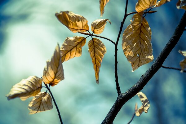 The last leaves are left on the branch nature is changing the weather winter is coming