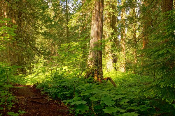 Camino en el bosque entre los poderosos árboles