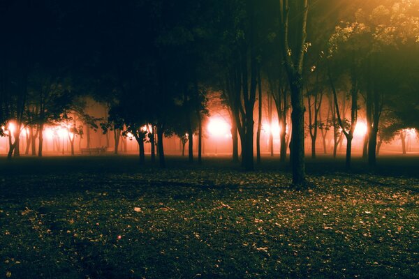 Lumières du soir lumineuses dans le parc