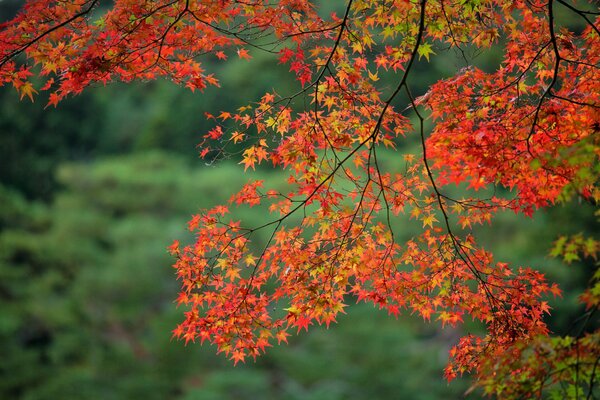 Branche avec des feuilles d érable rouges