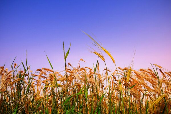 Espigas de trigo en campo limpio