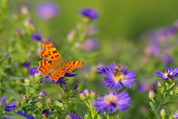 Mariposa con alas de color naranja en flores de color gris