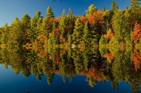 Der Wald wird im Fluss angezeigt