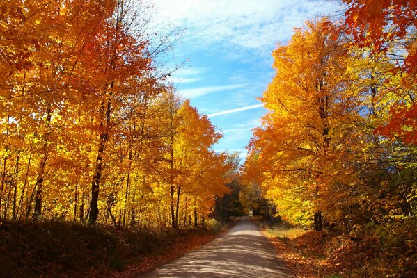 STRADA ATTRAVERSO LA FORESTA AUTUNNALE