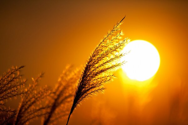 Sagoma di piante su sfondo tramonto Macro